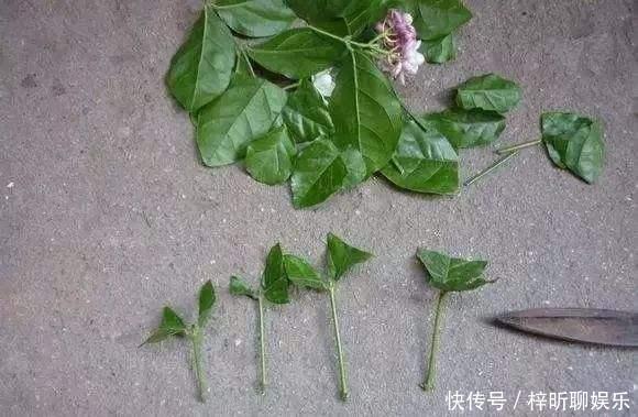 蟹爪兰|3种花掐点枝就能来个“大变身”,一盆变多盆,成活率高,生长快