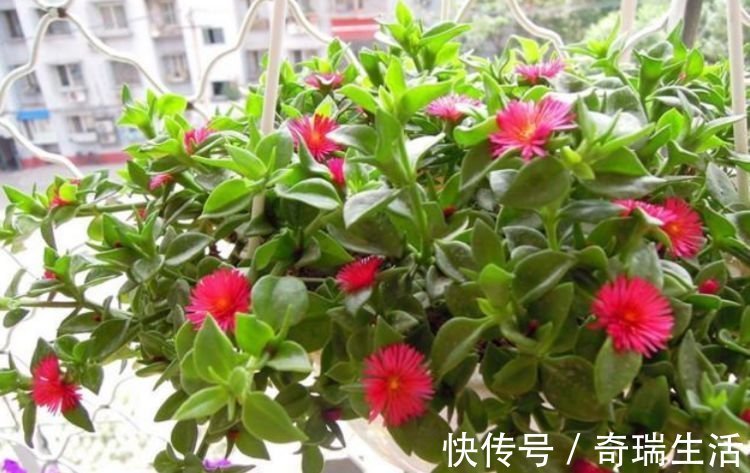 此花超漂亮，沾土就活，家里变花海，越养越上瘾！