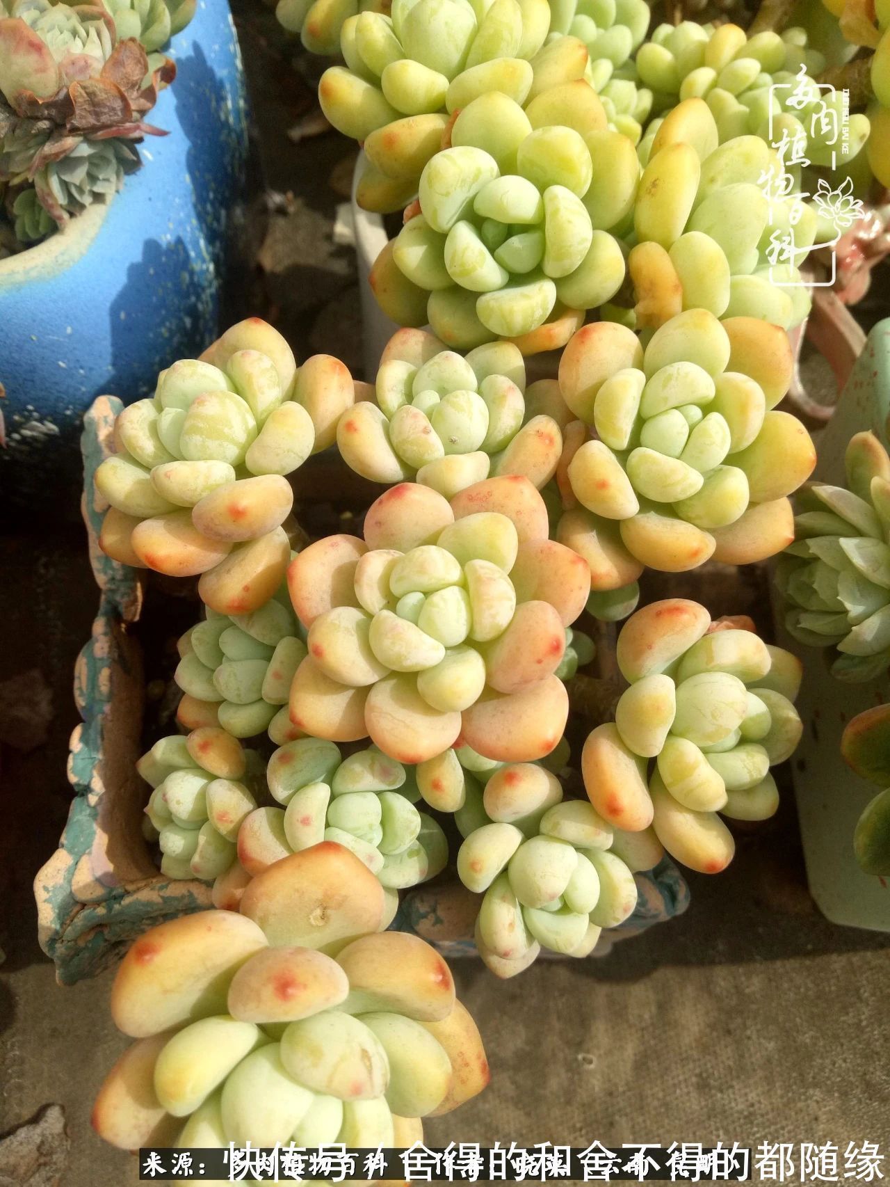 生活的本质就是爱,喜悦,和平!养多肉的快乐是金钱买不到的!