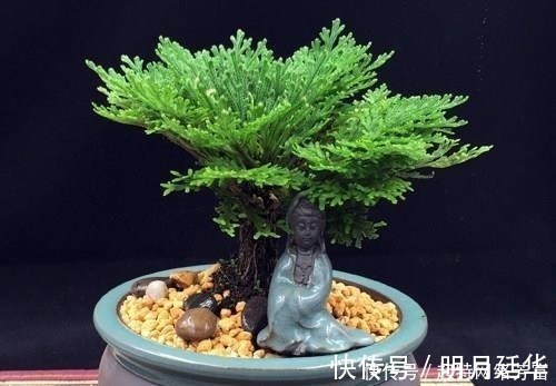 这6款盆景,一款比一款有品位,“养不死”还净化空气