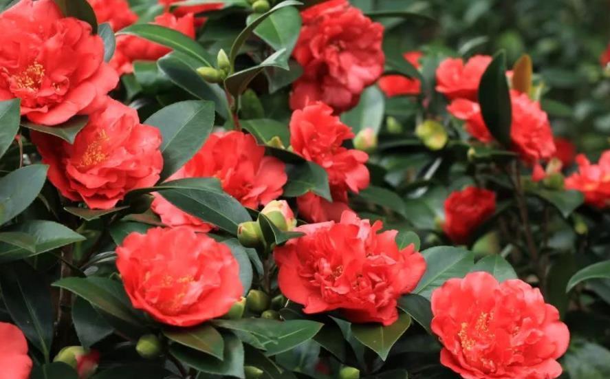 秋天|秋天定要养棵四季茶花,花大色艳美极了,一次能开20朵,值得拥有