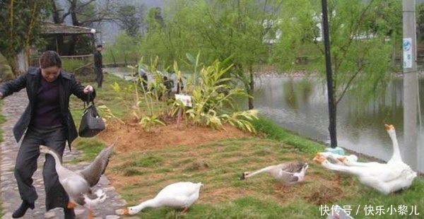 萌娃|萌娃被公鸡啄了腿,爷爷“报仇”方式很特别,网友吐槽:惹不起