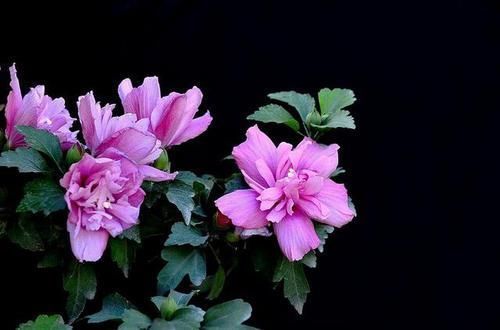 木槿花|木槿花,颜色鲜艳、繁花似锦这样养护,年年花开开满园