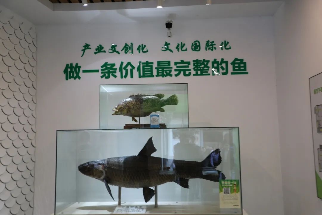 探寻千岛湖保水渔业的生态发展之道