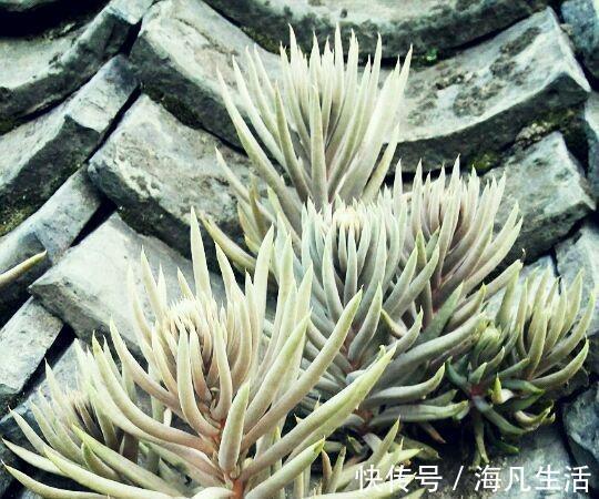 老家房上“1种植物”,遇见必采,半年养出50株,家里养了有福气