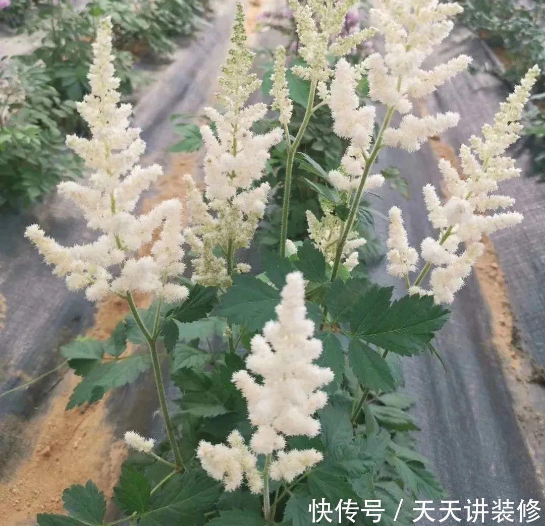 落新妇耐寒又耐阴,颜值高,气质佳,今年最流行!