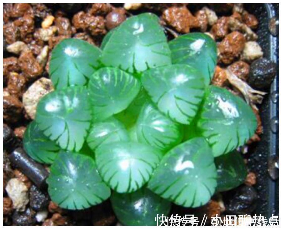 玉露晶莹彩珍珠美极了，做好6个点，颗颗饱满晶莹剔透