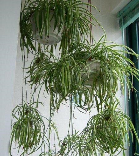 这“3种”花最爱油烟机的“脏油”,盆里挖洞倒1点,蹭蹭长半年!