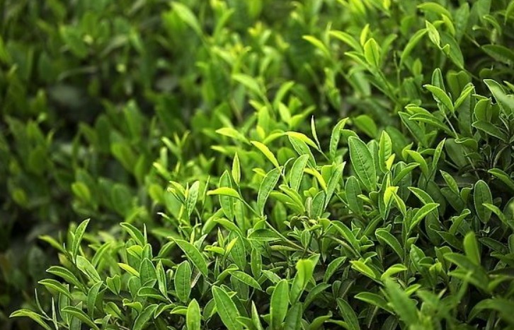 泡脚|十个人九个有脚气，晚上常用此叶子泡脚，抗菌消炎，远离脚臭困扰