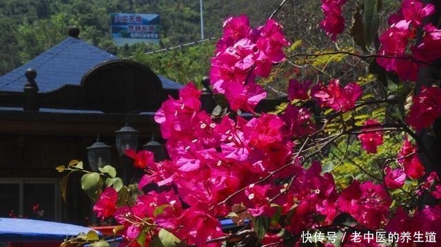 这2种花选个“枝条”,直接插盆里,养1盆活1盆,成功率真高!