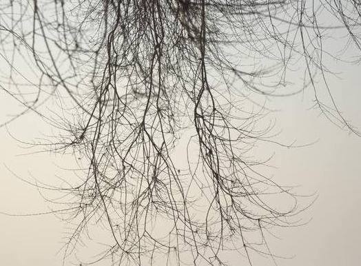 肥料|把它加在盆栽里，10年都不会积水烂根，再也不用花钱买肥料了！