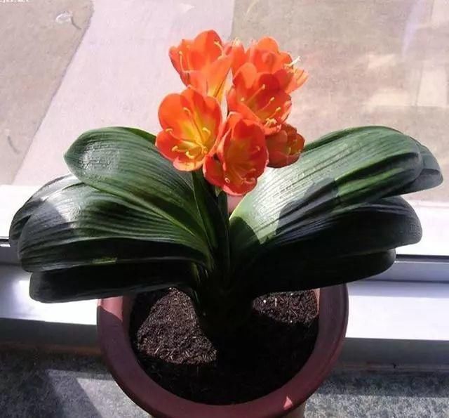 这8种室内花卉盆栽,春节就能开花!