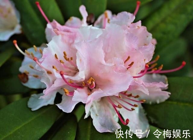 杜鹃花夏天不开花，注意这两点，盆景养得极美