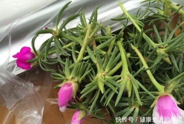 2月养花选这3种，植株疯长、砰砰开花，将阳台轻松打造成花海！