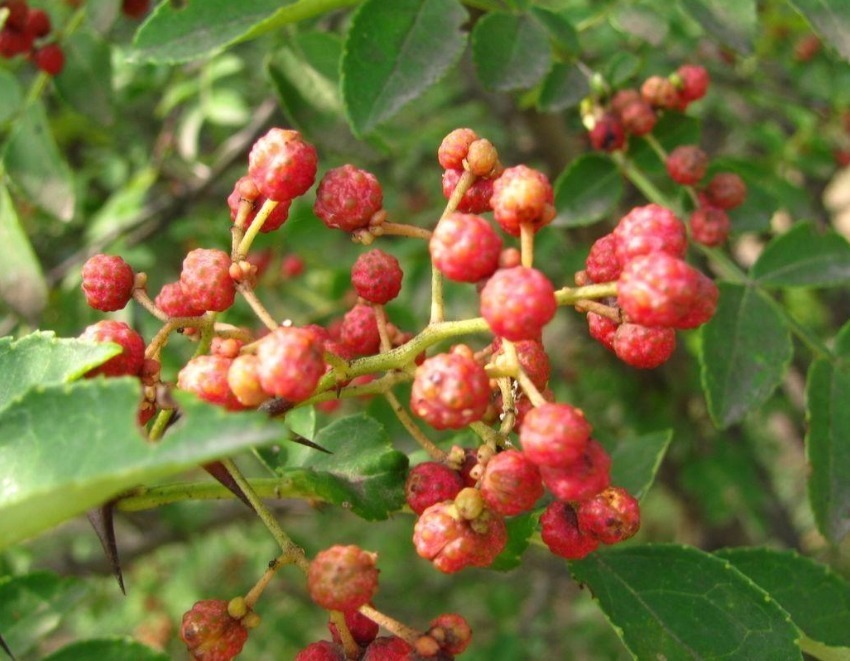 阴道炎|十女9炎,女性常吃此“暖宫菜”,预防妇科病,助你排出污血!