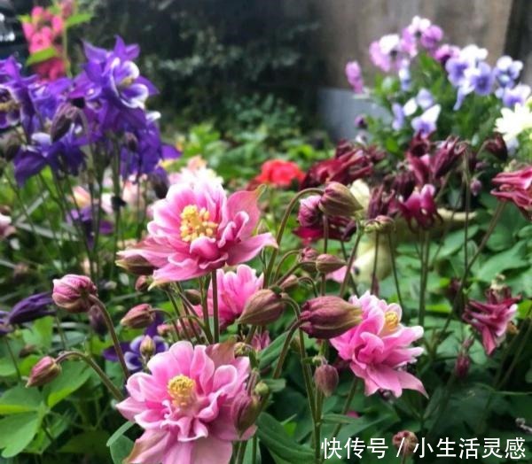 天冷的地方，我建议你养这5种花，开花非常漂亮，扛冻能力杠杠的！