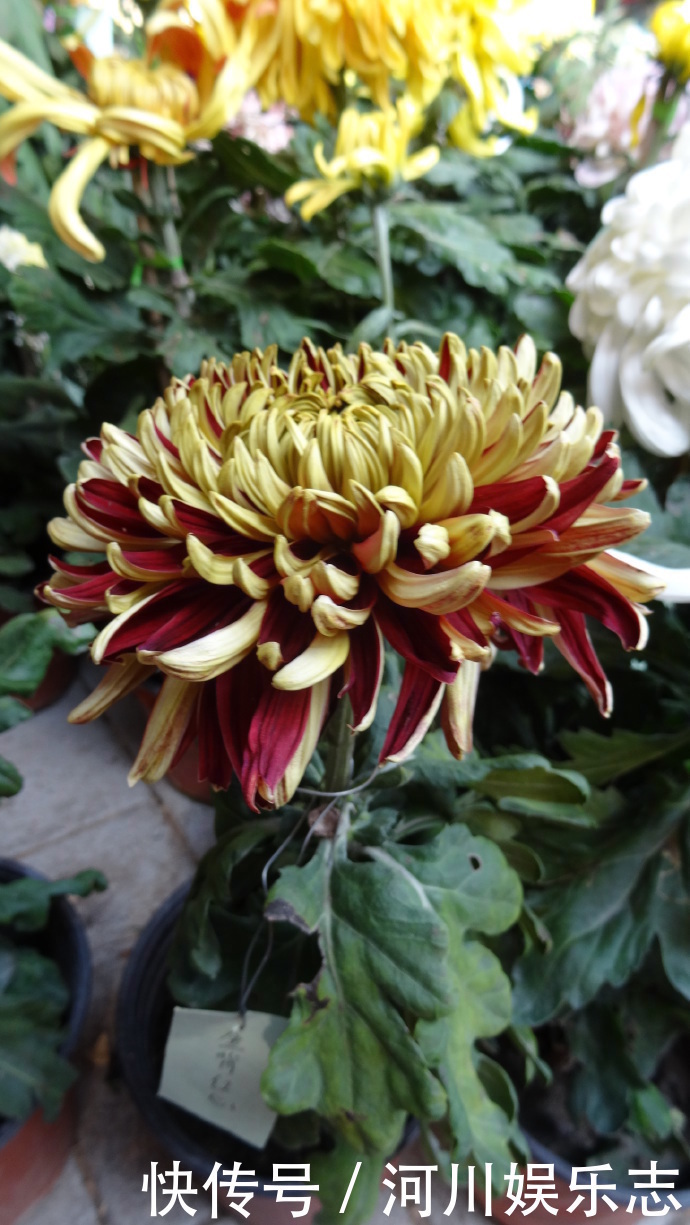 黑天鹅|此款花懒人最爱养，沾点水就爆盆，花姿优美，花朵美艳迷人，超美