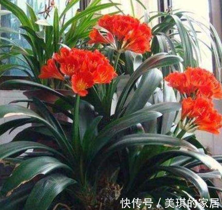 5种“富贵花”，客厅养一盆，贵气又吉利，有钱人家都爱养