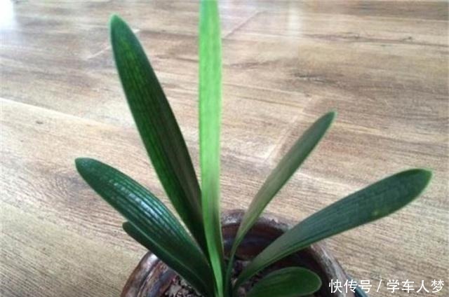 养君子兰别整那些虚的!这么养,叶片绿油油,一年开2次花!