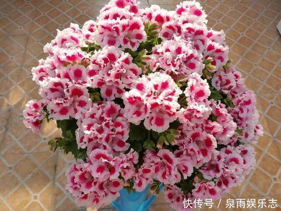 天竺葵|5种花不用管,盆栽地栽都好养,自己就能长成大花球,花开还惊艳