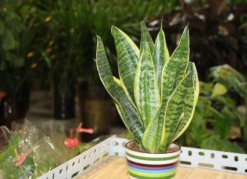 此几种花旱着养，水浇多了死得快，懒人能养好