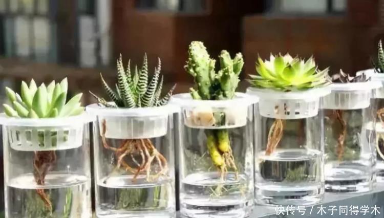 水培|天热多肉难活?聪明人一到夏季就扔水里,养1个月胖得不成样