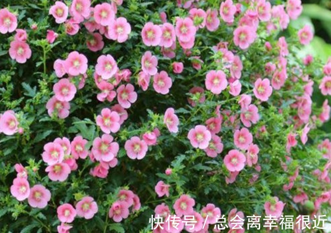 “4种花”养家里，全年开花不断，阳台变成“小花园”！