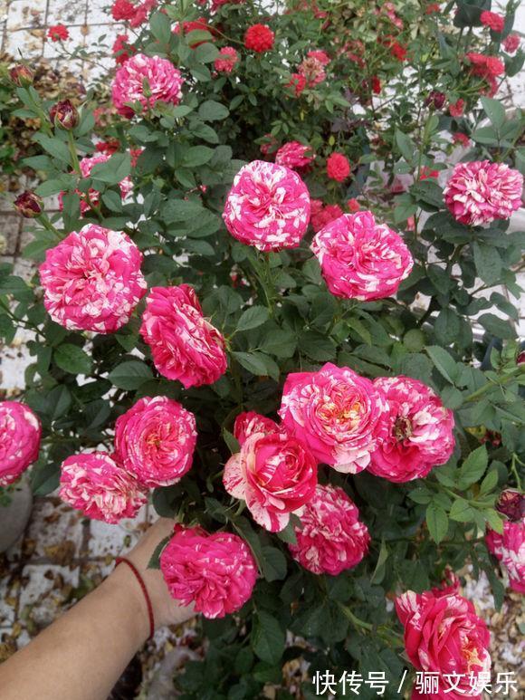 土土质|竹林下的1种土,是养花“极品土”,掺在盆里,啥花都能长得旺!