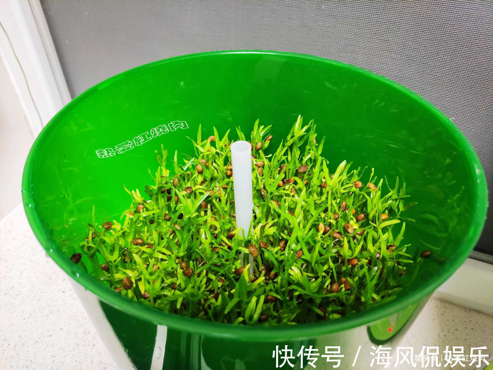 以前空心菜都是买着吃，这回用菜籽自己种的，不用土11天就能吃了