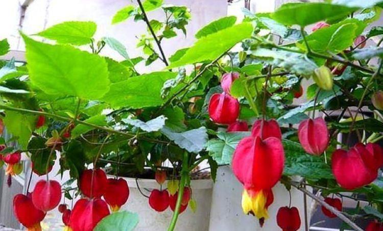 4种花好养又漂亮,花朵漂亮,四季有花赏