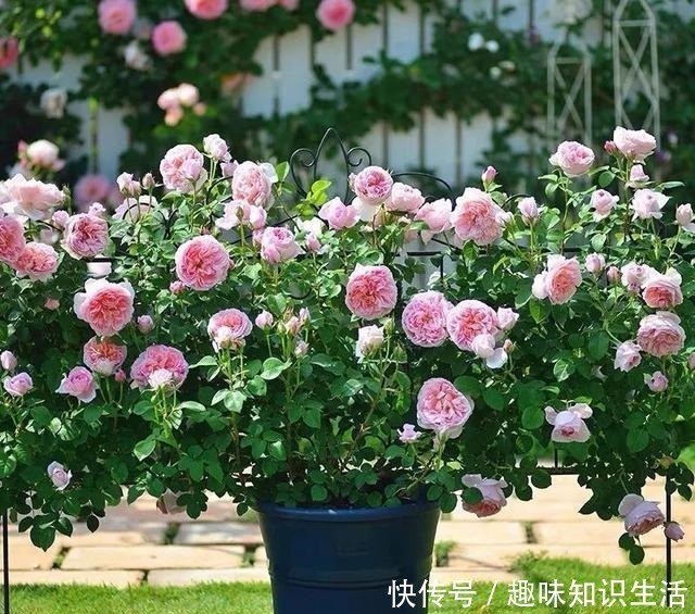 肥沃|人养花、花也养人，医生喜欢养的八种花，家里养一盆，清雅又健康！