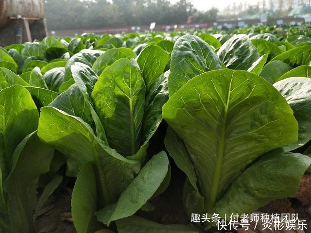 饺子|这3种蔬菜，长得好看，味道香，适合家庭种植，千万别错过了