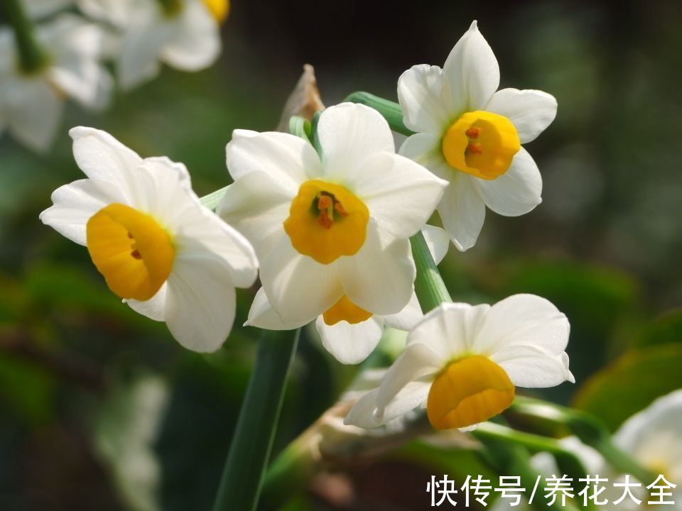 柠檬|过年家里养盆“香水花”，根本不用喷香水，还能杀菌净化空气