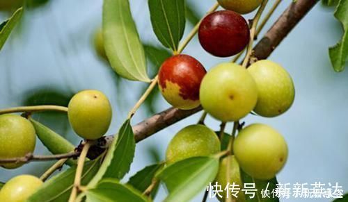维生素e|它是“天然泻药”,便秘的人经常吃,帮助清理肠道,便秘不再扰