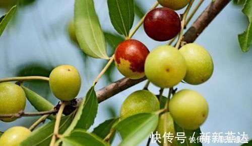 维生素e|它是“天然泻药”，便秘的人经常吃，帮助清理肠道，便秘不再扰