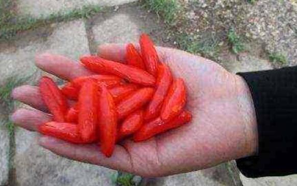 男人|男人身边的“雄激素”，坚持1天吃点，腰腿有劲显精神！