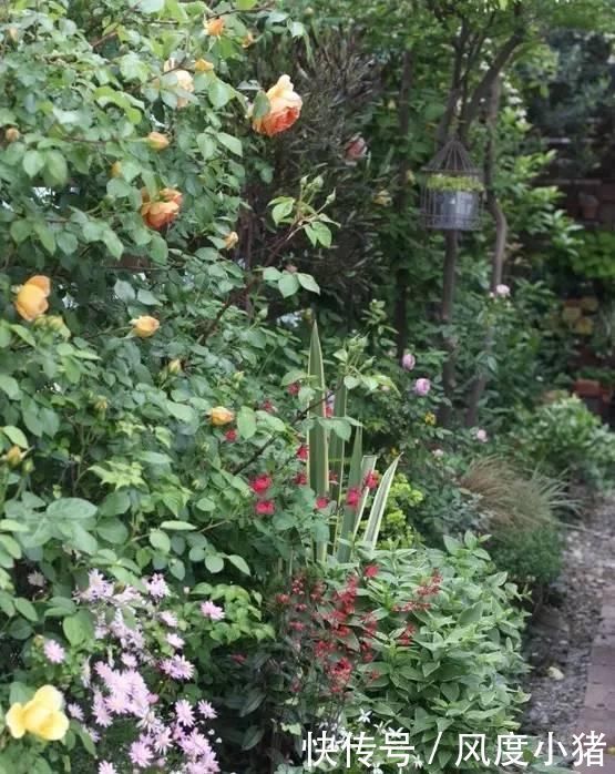 种植|家里有院子不如搞个种植池,这几样植物推荐给你