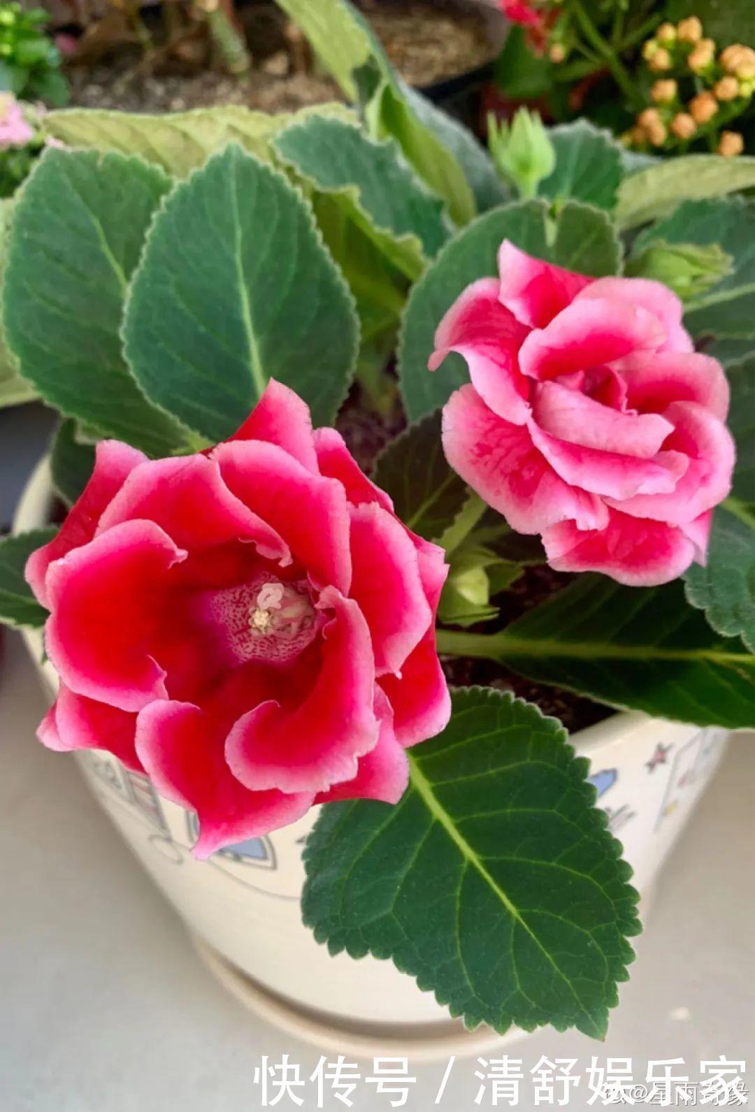 叶芽|君子兰千万别喷水，一喷水就烂叶，3天就要死翘翘！