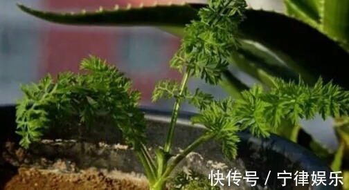 阳台种菜乐趣多,4种适合盆栽的蔬菜,养上几盆,绿色健康又好吃