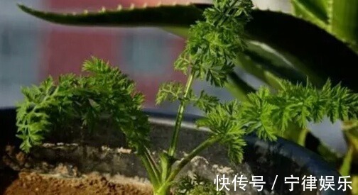 土壤|阳台种菜乐趣多，4种适合盆栽的蔬菜，养上几盆，绿色健康又好吃