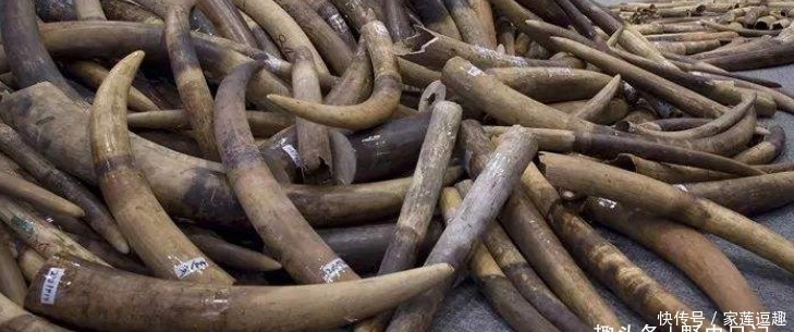 古代贡品花样百出,一张罕见席子惊艳群臣,雍正:绝不可再制此物