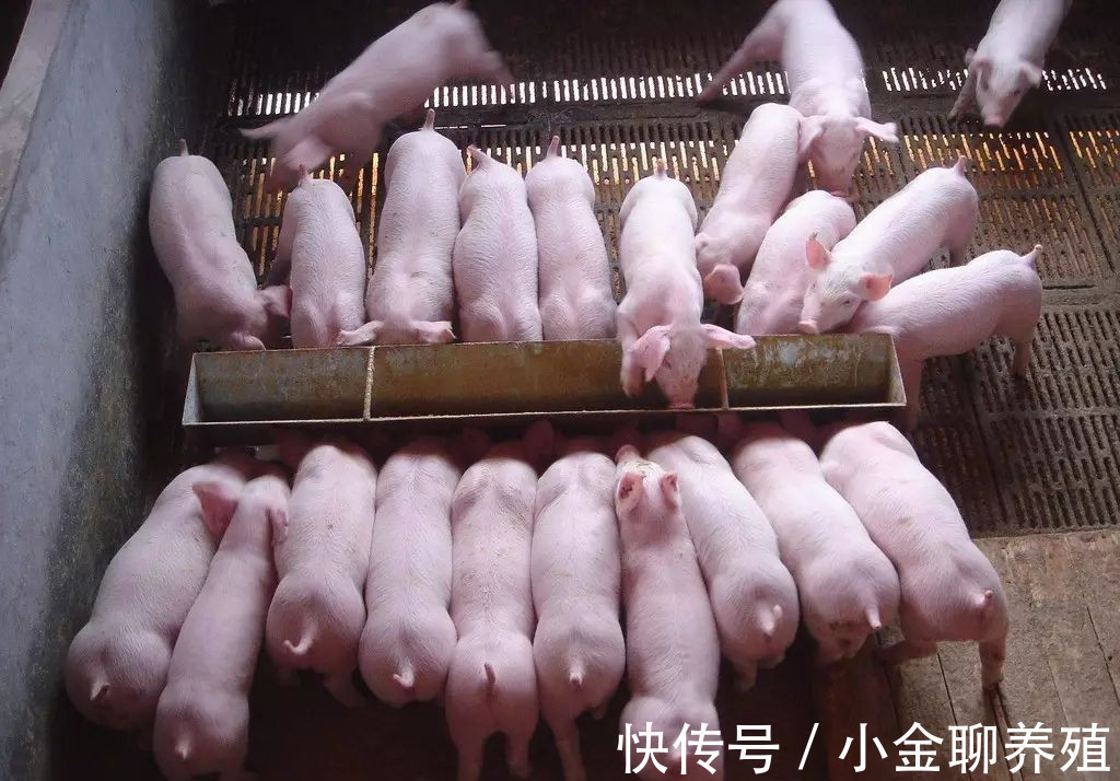 治疗|仔猪营养性腹泻怎么治疗?仔猪营养性腹泻治疗药物,这样效果很好