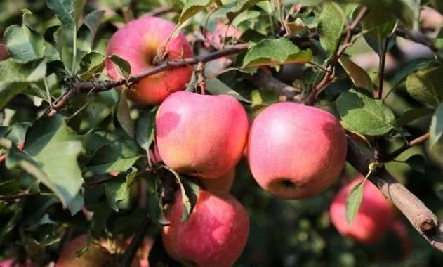 肠壁溃疡面|提个醒:吃苹果有3大禁忌,却有很多人不清楚,别犯错误了