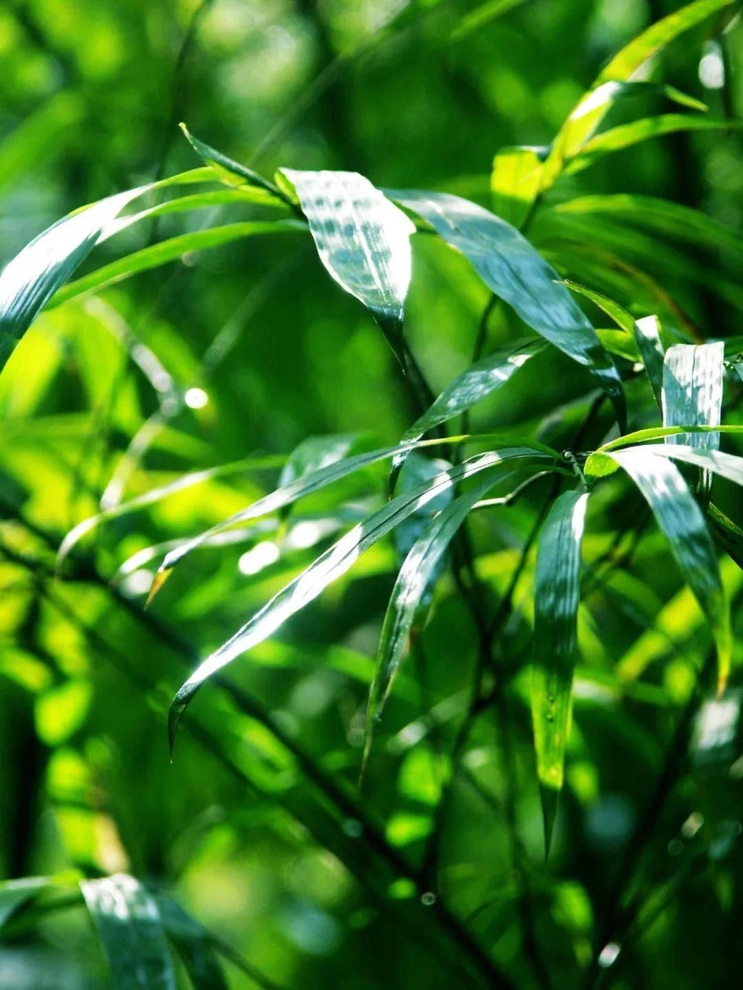 蜀南竹海景区那些传说!|不可不知 | 景区