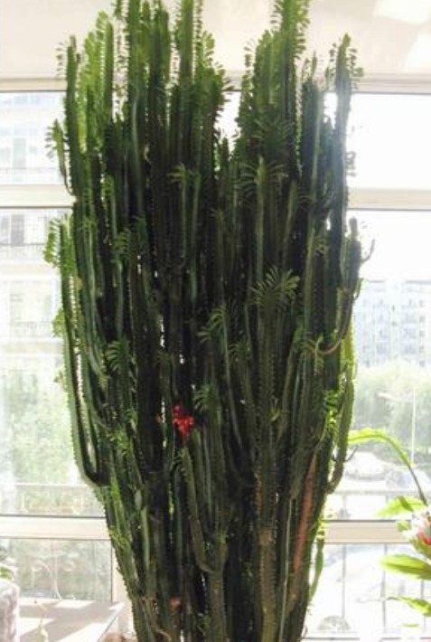 tvoc|“5种花”一定要养,人养花,花也养人,越养家里越清新、添福气