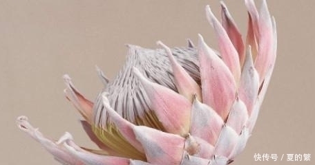 南非这象征着“胜利吉祥”的花，可是有着“花中之王”的美称