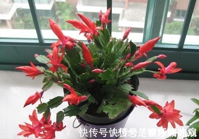 蟹爪兰得白斑病怎么办?教你“4法”轻松解决,提早预防是关键