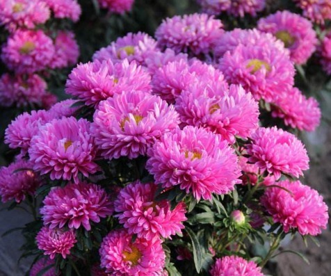 此花，花色丰富，用途颇多，不挑土，只挑肥，教你花团紧簇好方法