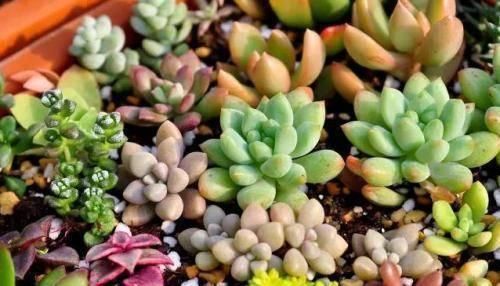 逛花市千万别买这3种花,内藏“猫腻”,买回家很难养活