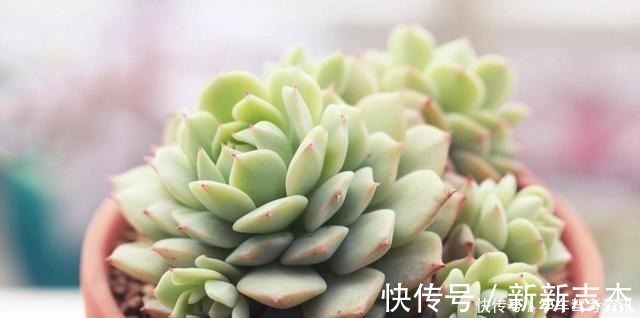 光照|养多肉常见的4个误区,养啥都不行,怪不得养不久!